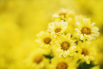 background of yellow flowers