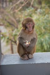 Primates baby in chinese park