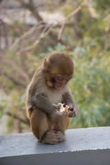 Primates baby in chinese park