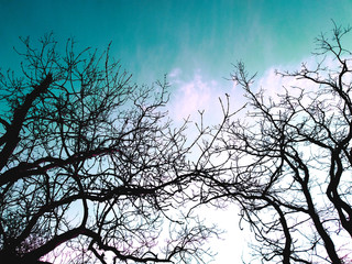 silhouette of a tree