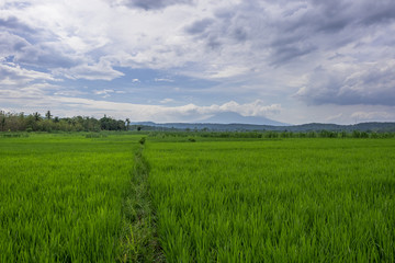 Fototapeta premium Green paddy field and blue sky, Indonesia