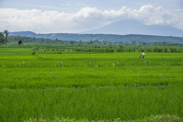 Fototapeta na wymiar Landscape with green field and blue sky