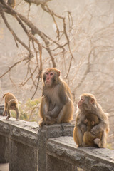 Primates family in Chinese park