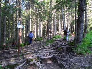 climb to the mountain Hoverla, Ukraine