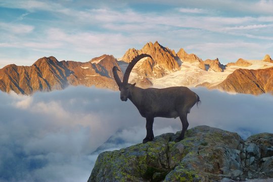 Alpine Ibex, animal in nature rock habitat, France. Twilight night in the high mountain. Ibex silhouette with dark evening clouds in the Alps. Mountain landscape with wild horn mammal, Europe wildlife