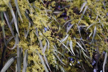 Green grass background. A lush, curly plant.