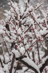 cherry bloom in snow shanghai china