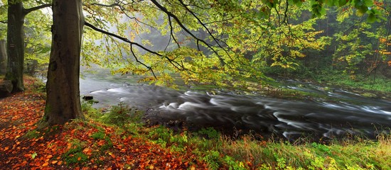 Foggy autumn or summer landscape. Misty foggy morning with river with rays of light in a valley of Bohemian Switzerland park. Detail of forest, landscape of Czech Republic, beautiful national park 