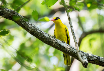 Black-naped Oriole Perched on a tree branch
