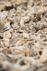 shells on the seaside