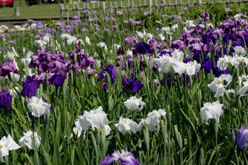 庄内緑地公園の花菖蒲／愛知県名古屋市