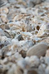 shell on the beach