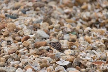 sea shells on the beach