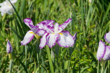 庄内緑地公園の花菖蒲／愛知県名古屋市