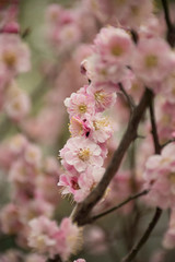 cherry blossom in chinese garden
