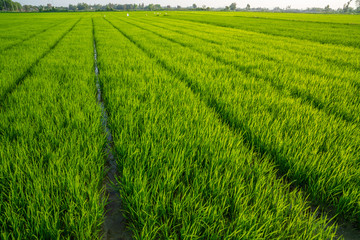 Fototapeta na wymiar Green rows of rice plantations on the fields of Hoi An, Vietnam