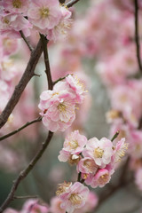 Obraz na płótnie Canvas cherry blossom in chinese garden