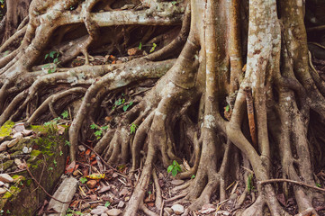large tree roots