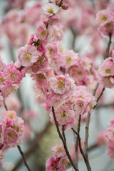 cherry blossom in chinese garden