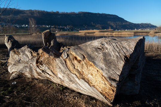 Eichenstamm am Ufer, Mooreiche