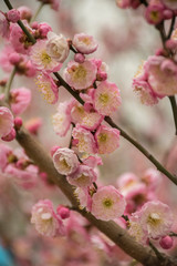 cherry blossom in chinese garden