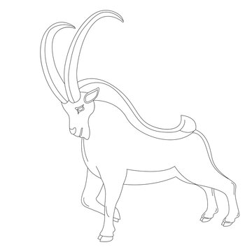 mountain goat, vector illustration ,  profile view,
