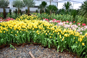 Colorful tulips are beautifully arranged in the garden.