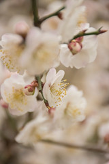 cherry blossom in the chinese garden