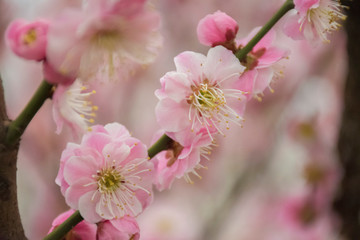 cherry blossom in the chinese garden