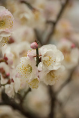 cherry blossom in the chinese garden