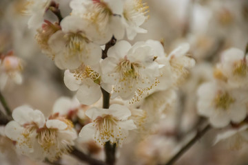 cherry blossom in the chinese garden