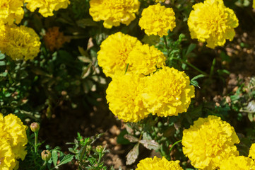 yellow flowers of Marigold in the garden