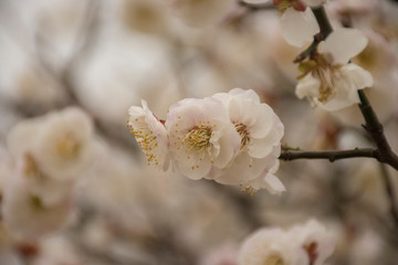 white flowers of cherry tree