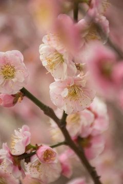 cherry blossom © Дмитрий Русалкин