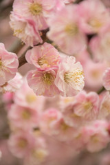 pink cherry blossom