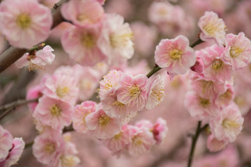 cherry tree blossom