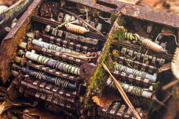 old tv tuner channel selector with moss in fall leaves