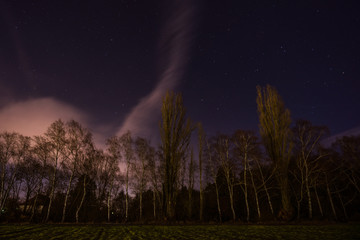 Fototapeta na wymiar Birken bei Nacht