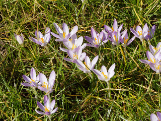 Crocus tommasinianus. De jolis petits crocus de Thomas s'étalent sur le gazon