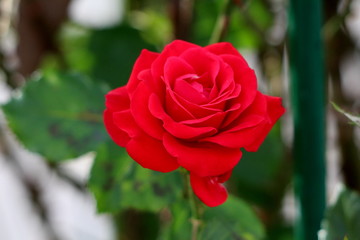 Blood red rose with beautiful multi layered thick petals fully open and blooming in local garden surrounded with dark green leaves on warm summer day
