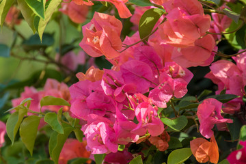 pink flowers on the tree in hainan china