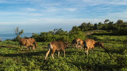 Naklejka na ściany i meble brown cattle in jungle of indonesia with sea landscape