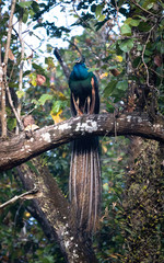 Placid Peacock