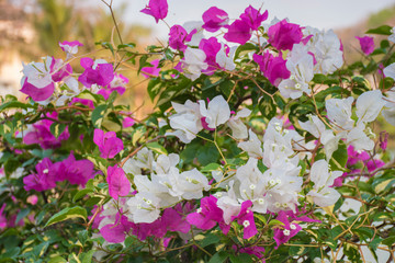 Pink flowers on the tree hainan china