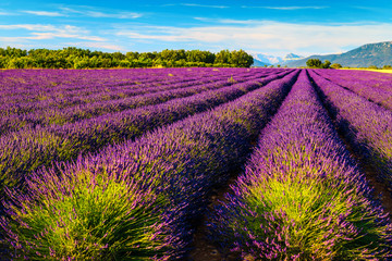 Fototapeta na wymiar Majestic landscape with violet lavender fields in Provence, Valensole, France