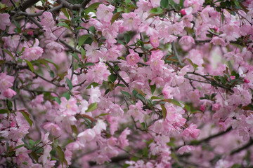 pink flowers in the garden