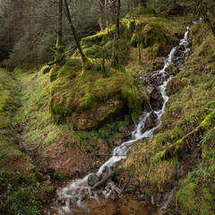 Obraz premium Beautiful ethereal style landscape image of small brook flwoing through pine trees in Peak District in England