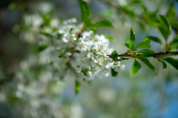 branch of a tree with white flowers