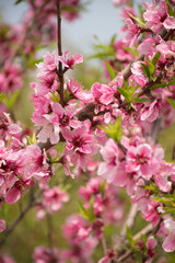 Fototapeta premium Prunus persica różowe kwiaty w ogrodzie