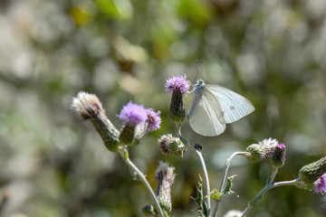 butterfly on flower